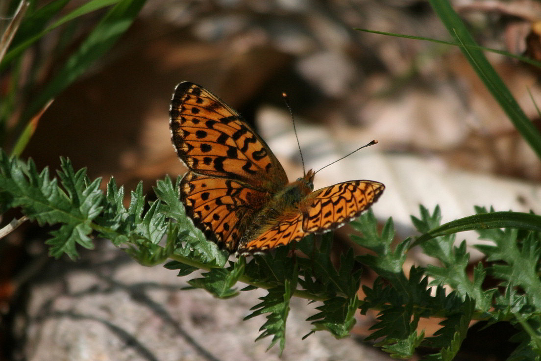 Boloria euphrosyne?